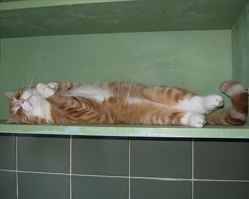 Коты из сети