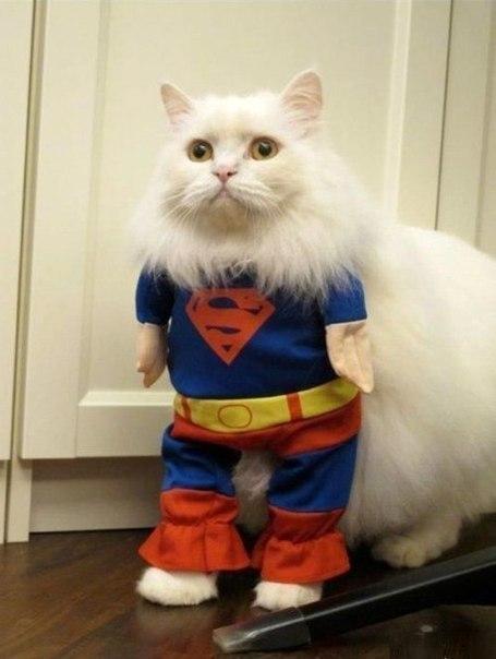 Коты из сети