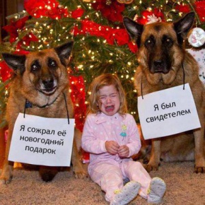 Как пристыдить кошку, если она оборзела