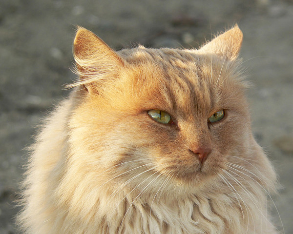 Коты и Кошки