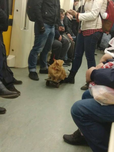 Подборка забавных животных