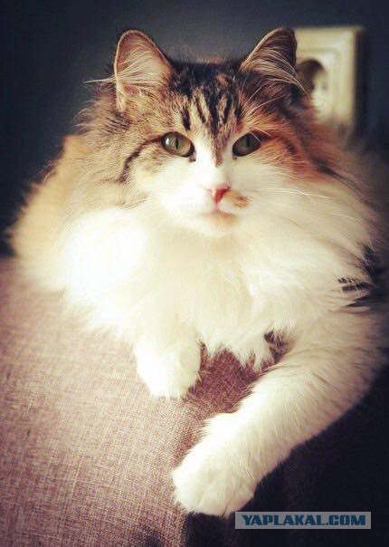 Котовторник 11.07.2017