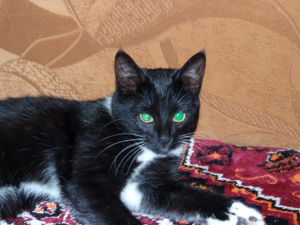 Коты и Кошки