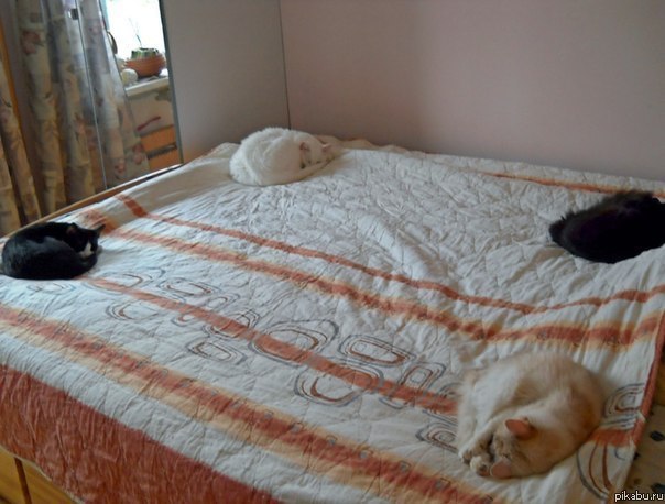 Коты и Кошки