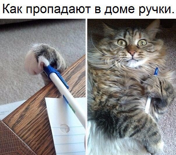 Весёлые картинки