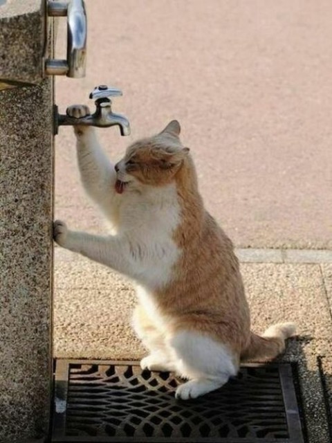 Коты и Кошки
