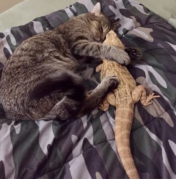 Коты и Кошки