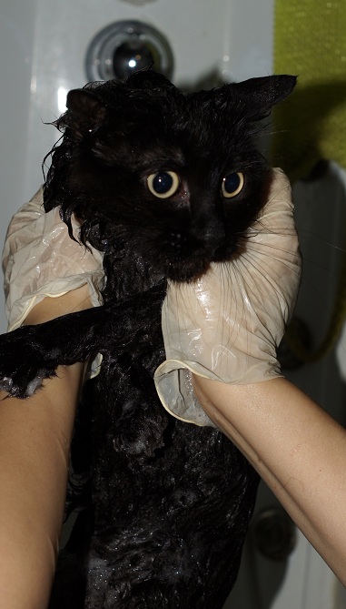 Котовторник 28.11.2017