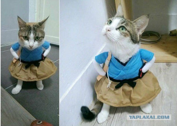 Котовторник 9.01.2018