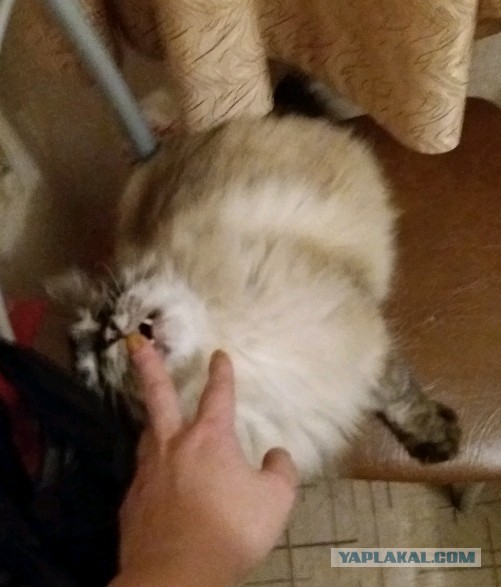 Котовторник 20.02.18