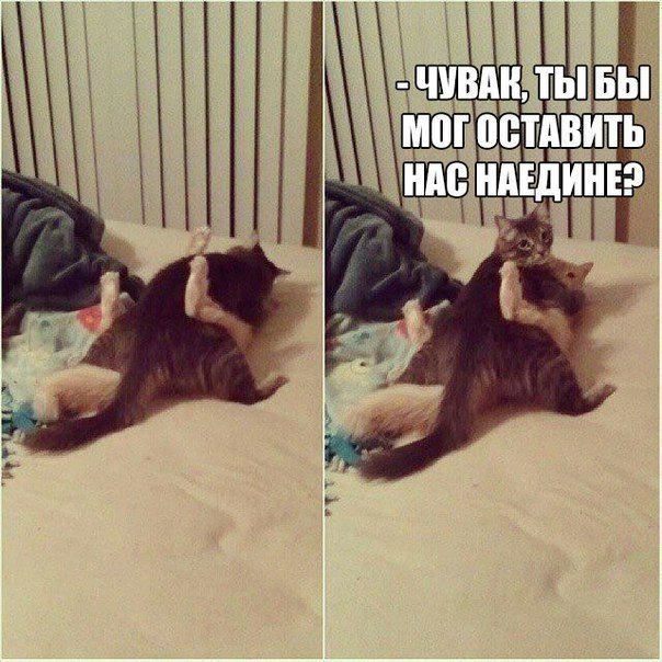 Фотобомбы котов