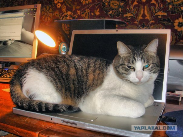 Котовторник на ЯПлакалъ (20.05.08), прикольные коты, добавляем свои!