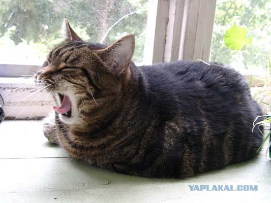 Уррааа! Котовторник на ЯПлакалъ!