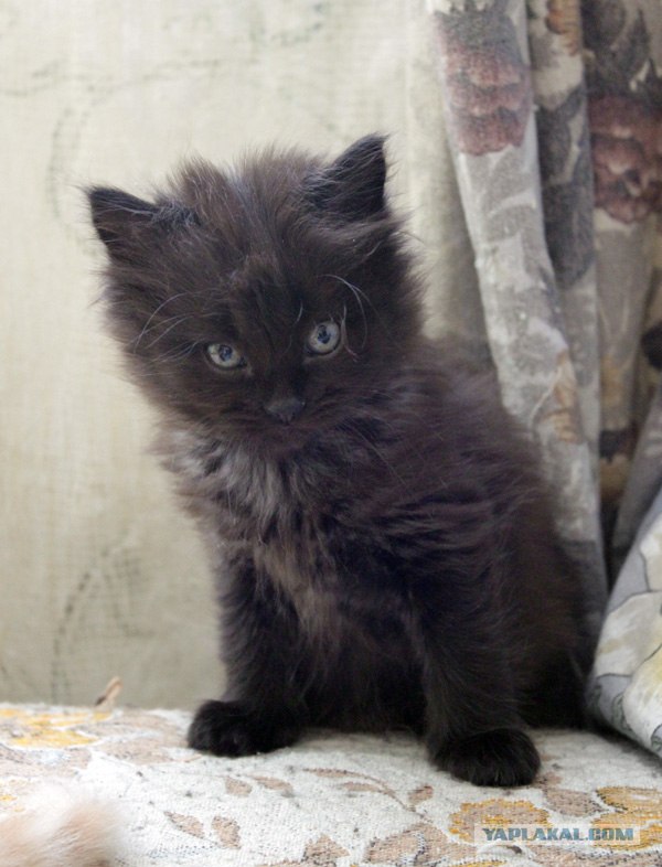 Котятовторник