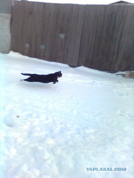 Котовторник 1.02.2011