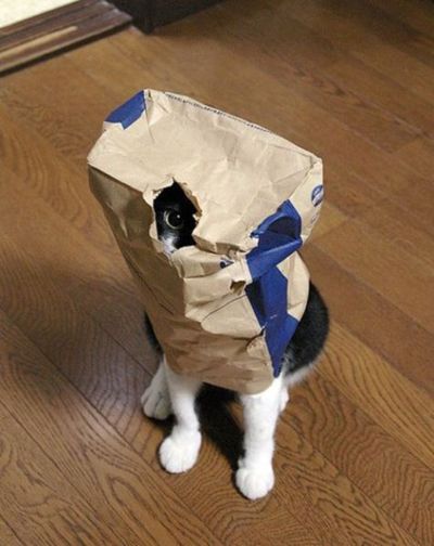 Котейкин вторник! Космический 12.04!