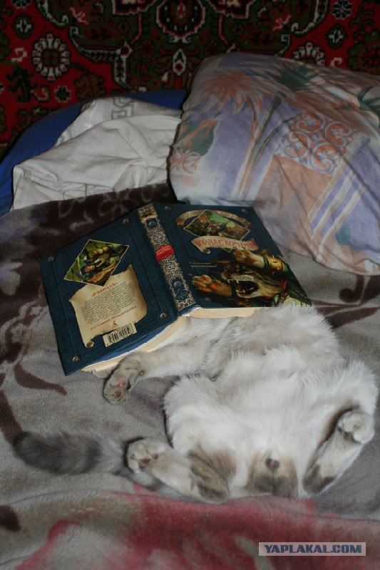 Котовторник с Кузей