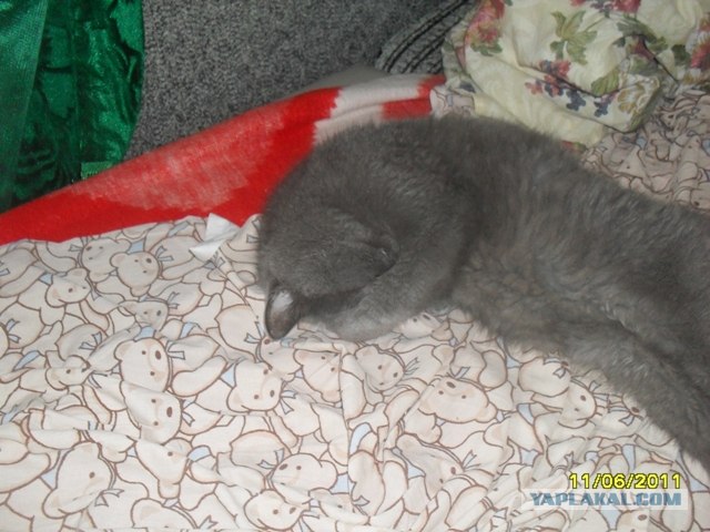 Сонный Котовторник