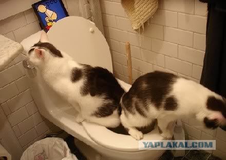 Котовторник в "КотоГетто"