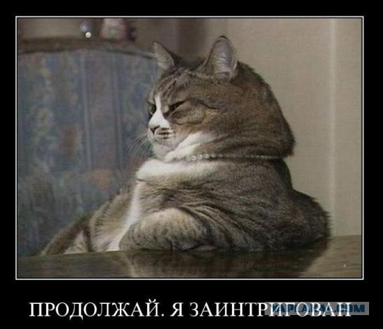 Типичный офис в собачьих мордах