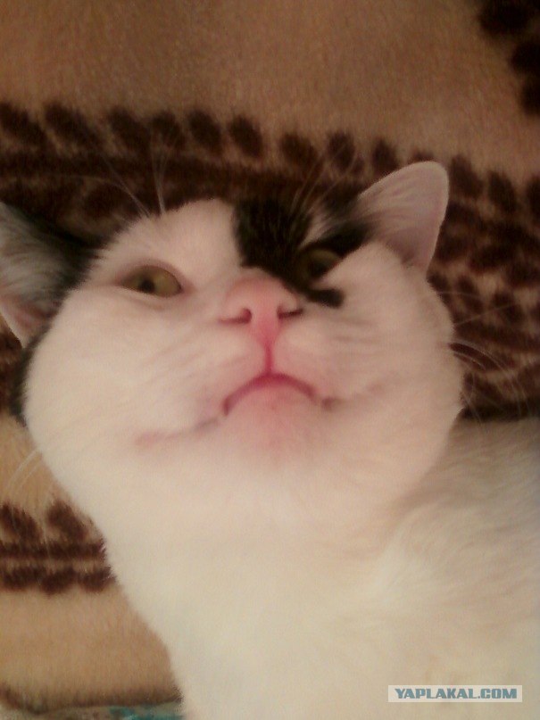 Котовторник!