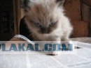 Котовторник 20.12.2011