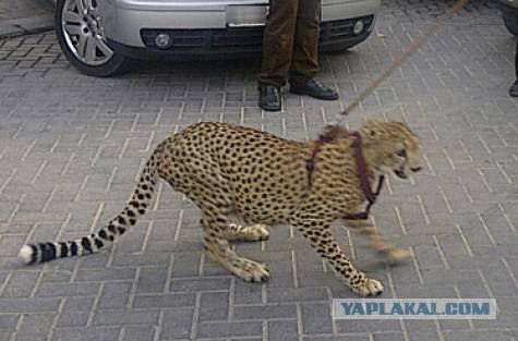 В Дубае тоже любят кошек