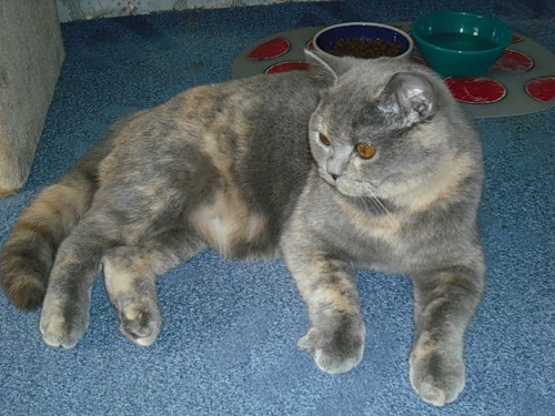 Котовторник 27.03.2012