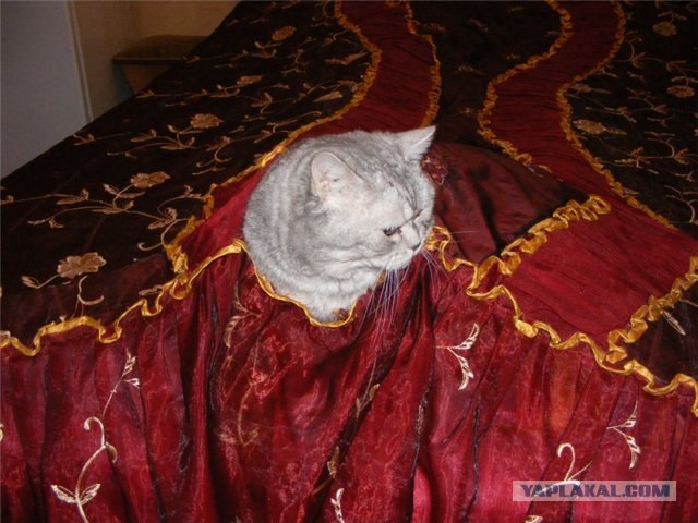 Котовторник 24.04.2012