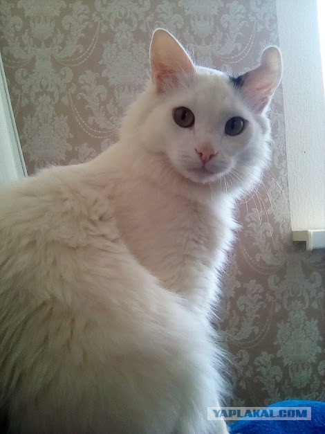 Котовторник 19.02.2019