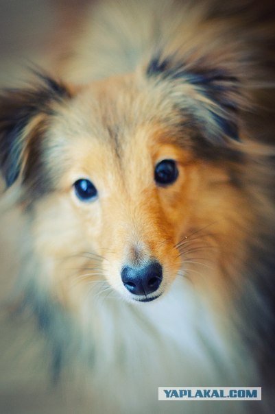 Собакам запретили появляться в общественных местах