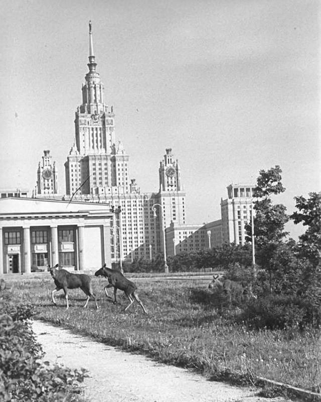 Ил-62 - первый советский реактивный самолёт, способный совершать межконтинентальные перелёты.