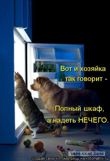 Картинки с котами и про котов