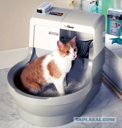 Правильный кот пользуется унитазом, а не лотком