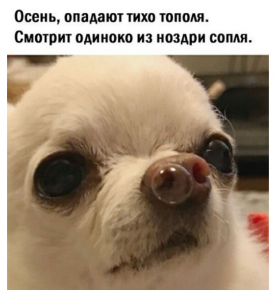 Юмор в картинках 9.11.20
