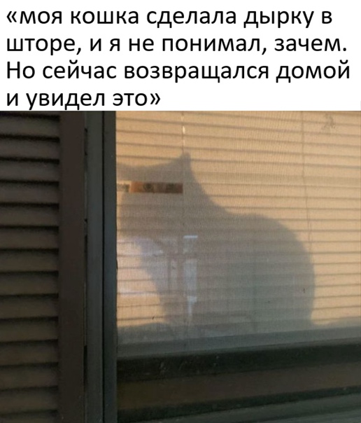 Весёлый полтишок 22.10