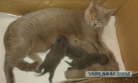 Котовторник  19.03.2013