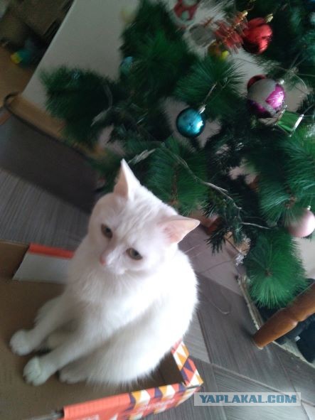 Новогодний кот