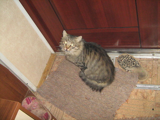 Котовторник 03.09.2013