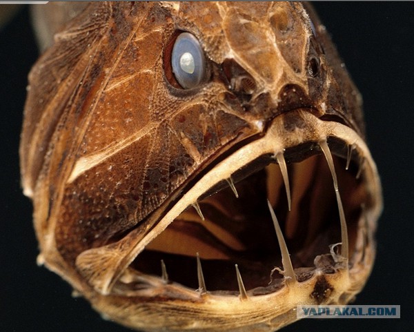 Марианская впадина