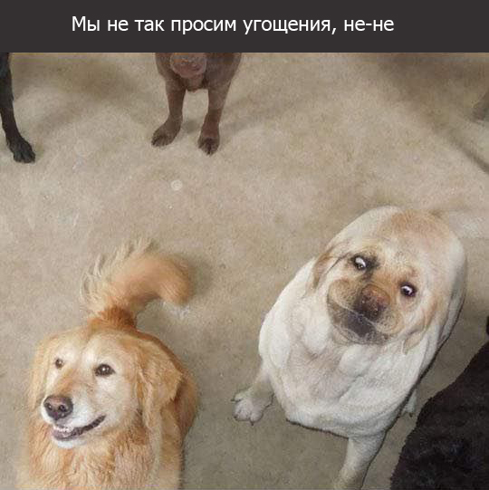 Собаки, которые забыли, как быть собаками