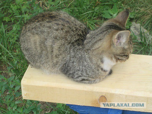 Котовторник 10.06.2014