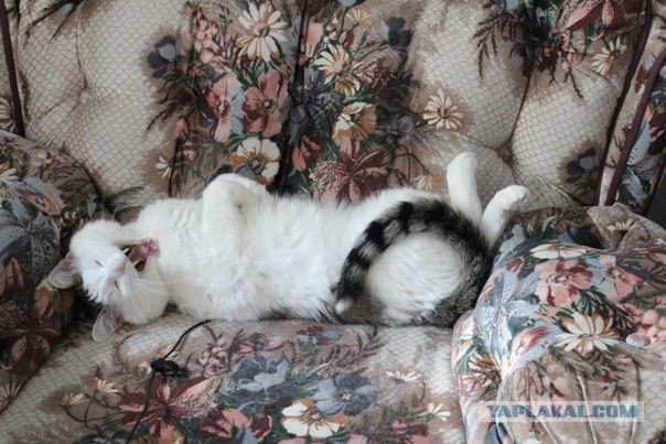 Котовторник  08.07.2014