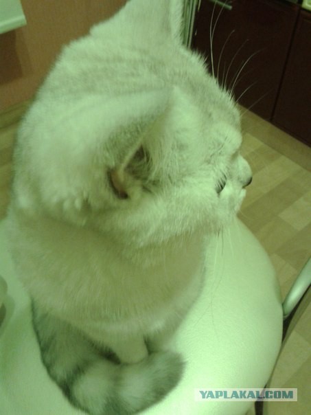 Вот такая кошечка..