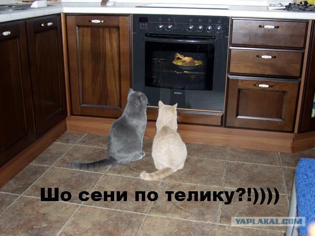 Братишки, я вам картинок принёс!