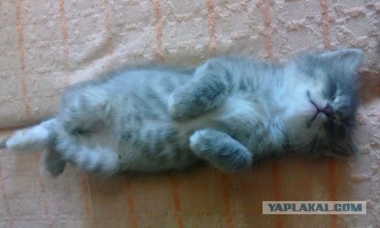 Срочно нужно устройство на замену поломанному