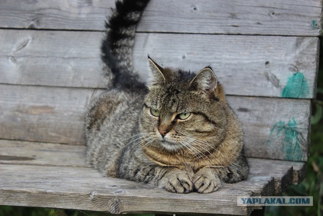 Котовторник 18.11.2014