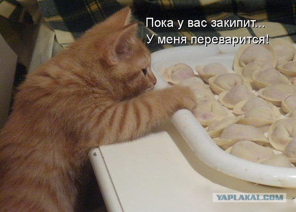 Весёлые картинки