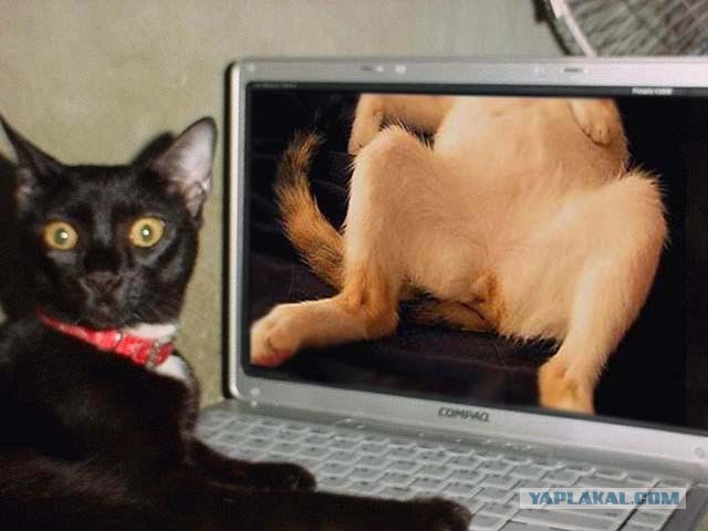 Кот проводит слишком много времени за кэтбуком.