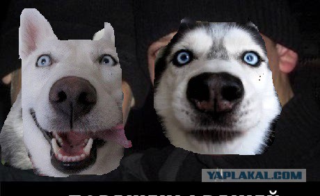 Аппетитный селезень и хаски